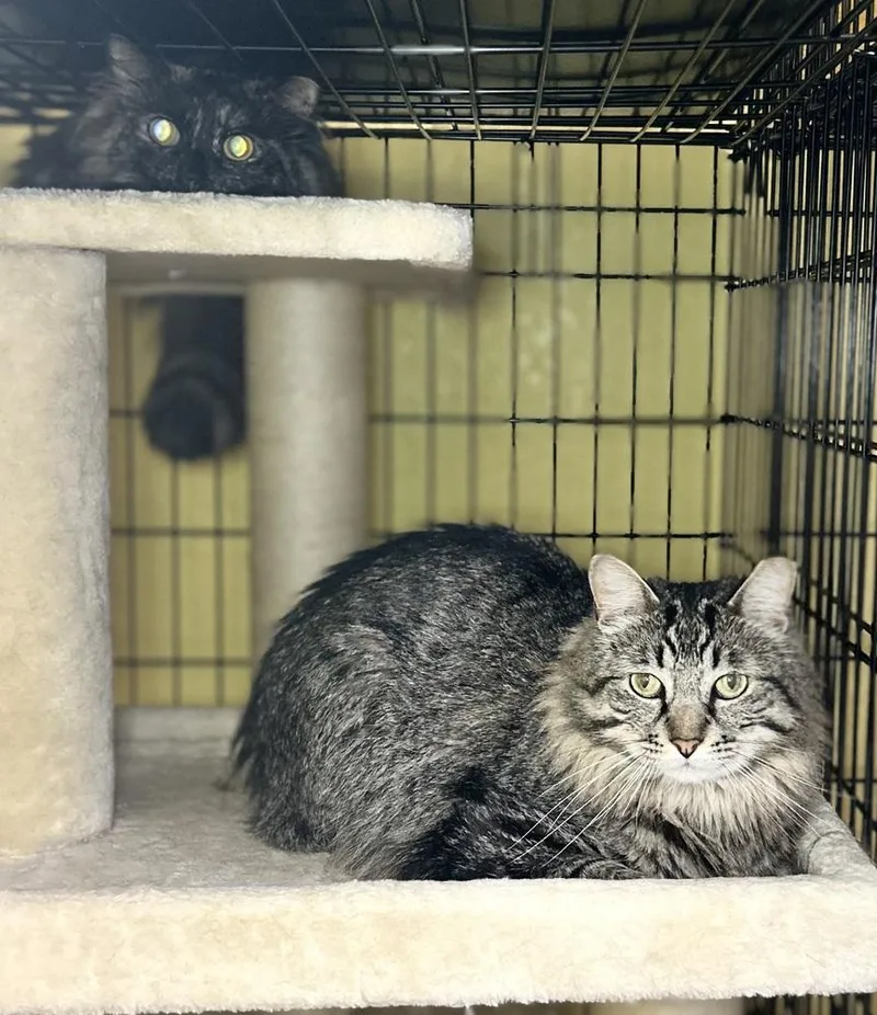A young small-sized male Domestic Long Hair cat named Ash for adoption in Temperance, MI