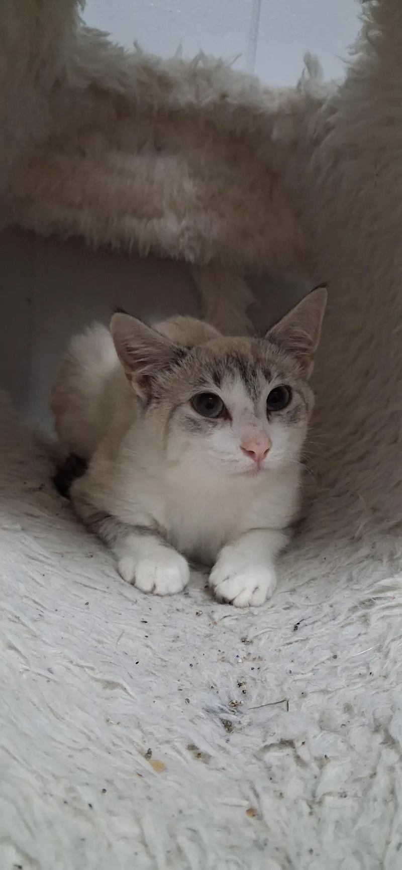 A baby medium-sized female Buff / Tan / Fawn Domestic Short Hair cat named Ana for adoption in Walled Lake, MI