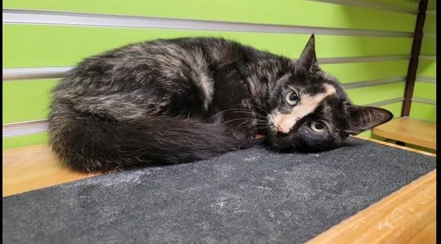 A young medium-sized female Domestic Medium Hair cat named Sunset for adoption in Saint Peters, MO