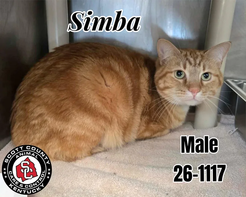 An adult small-sized male Orange / Red Domestic Short Hair cat named Simba for adoption in Georgetown, KY