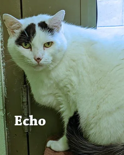 A senior medium-sized female White Domestic Short Hair cat named Echo for adoption in Cincinnati, OH