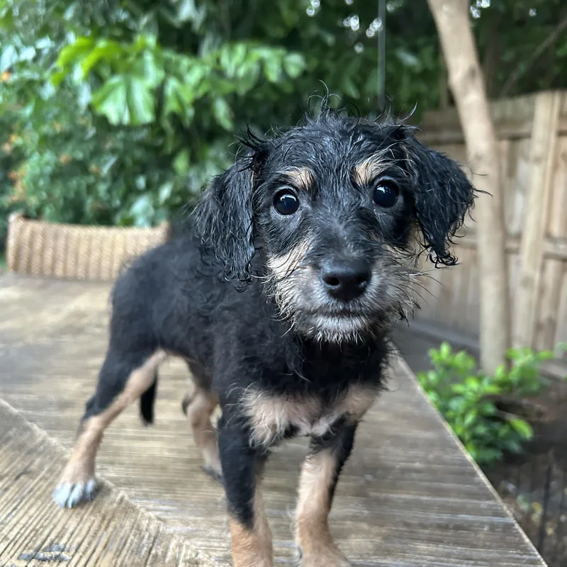 A baby small-sized female Black Miniature Poodle dog named Juliette for adoption in Sarasota, FL
