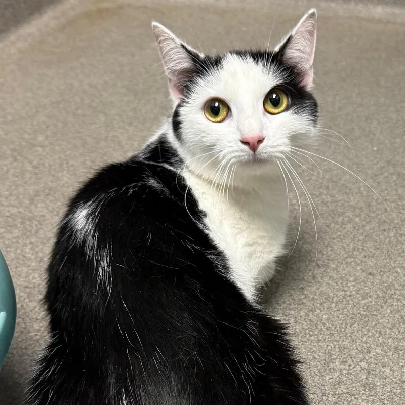 A young medium-sized female Domestic Medium Hair cat named Orea for adoption in Allentown, PA