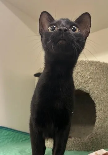A young medium-sized female Domestic Medium Hair cat named Ami for adoption in Sugar Land, TX