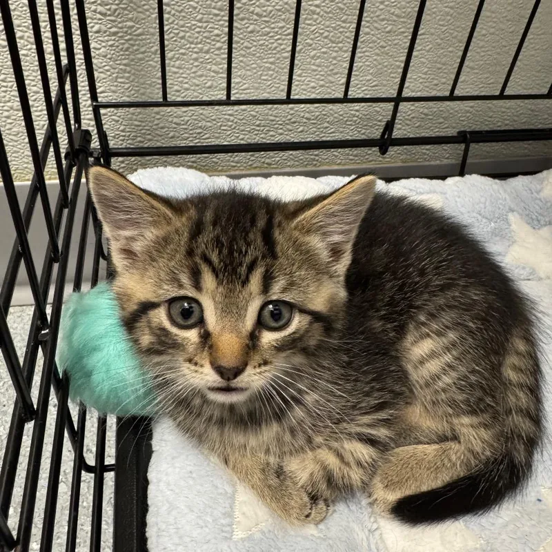 A baby small-sized female Domestic Short Hair cat named Ginger for adoption in Carrollton, OH