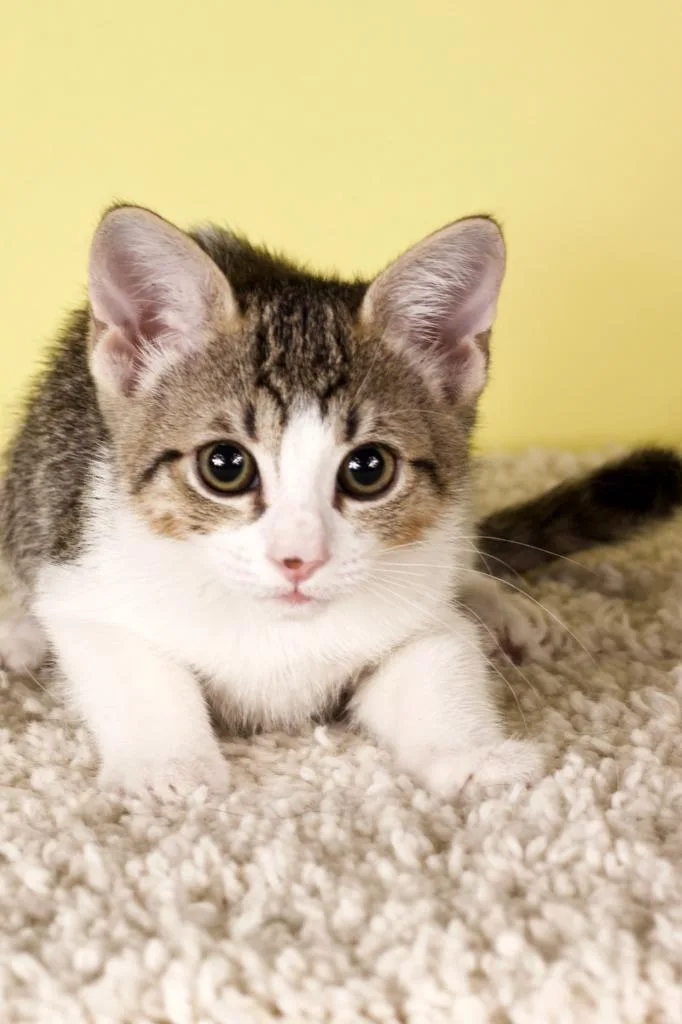 A baby small-sized female Domestic Short Hair cat named Thea for adoption in Gilbert, AZ
