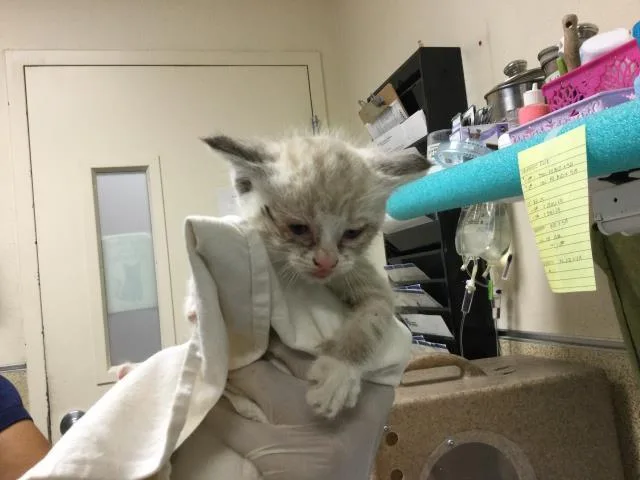 A baby small-sized female Domestic Short Hair cat named Rose for adoption in Riverside, CA