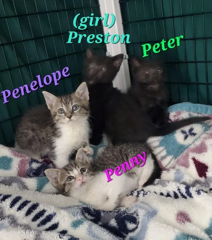 A young medium-sized male Domestic Short Hair cat named Preston for adoption in Diamond Springs, CA