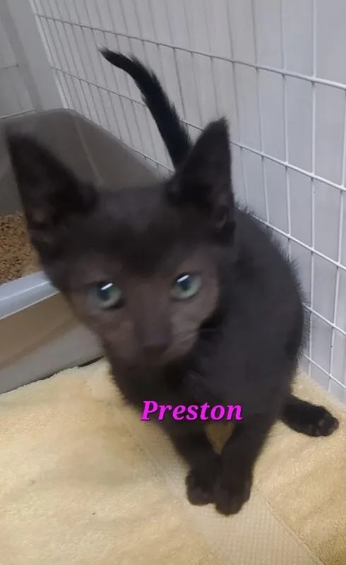 Preston thumbnail 2