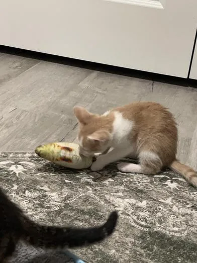 Bagel thumbnail 6