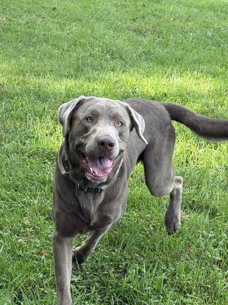 An adult large-sized male Labrador Retriever dog named Apollo for adoption in South Charleston, OH