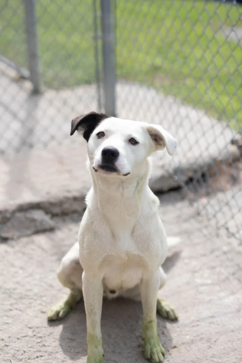A young medium-sized male Black Mixed Breed dog named Ranger for adoption in Talbott, TN