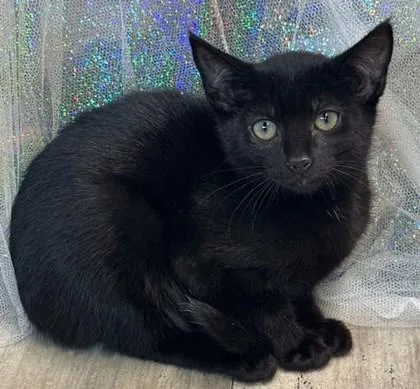 An adult small-sized female Domestic Short Hair cat named Lava for adoption in Shreveport, LA