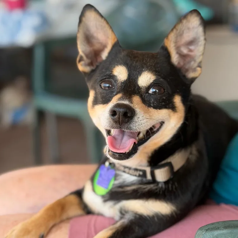 An adult small-sized male Black Chihuahua dog named Sundance Silas for adoption in New Orleans, LA