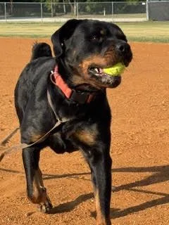 An adult large-sized female Rottweiler dog named Daisy Duke for adoption in Hillsboro, NH
