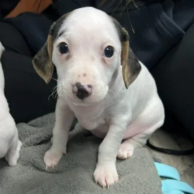 A baby medium-sized female Mixed Breed dog named Koko for adoption in State College, PA