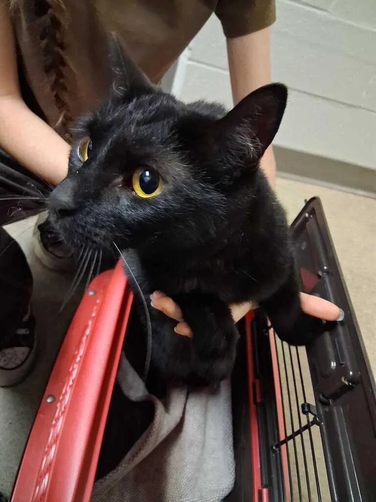 An adult small-sized female Black Domestic Short Hair cat named Bearberry for adoption in Cincinnati, OH