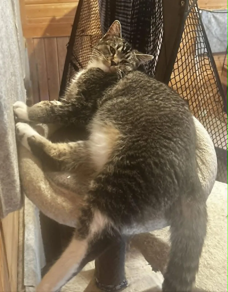 A baby small-sized female Tabby cat named Pistol for adoption in Capshaw, AL