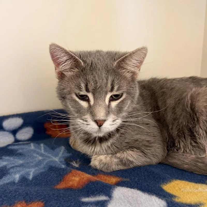 An adult small-sized female Gray / Blue / Silver Domestic Short Hair cat named Avocado for adoption in Cody, WY