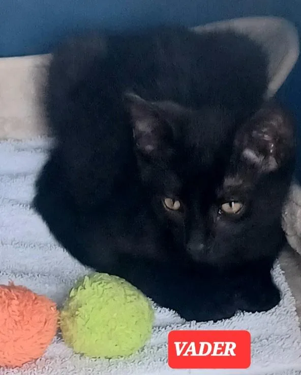 A young medium-sized male Black American Shorthair cat named Darth Anr Vader for adoption in Elgin, SC