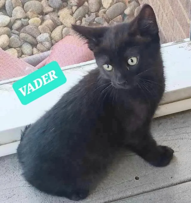 Darth Anr Vader thumbnail 2