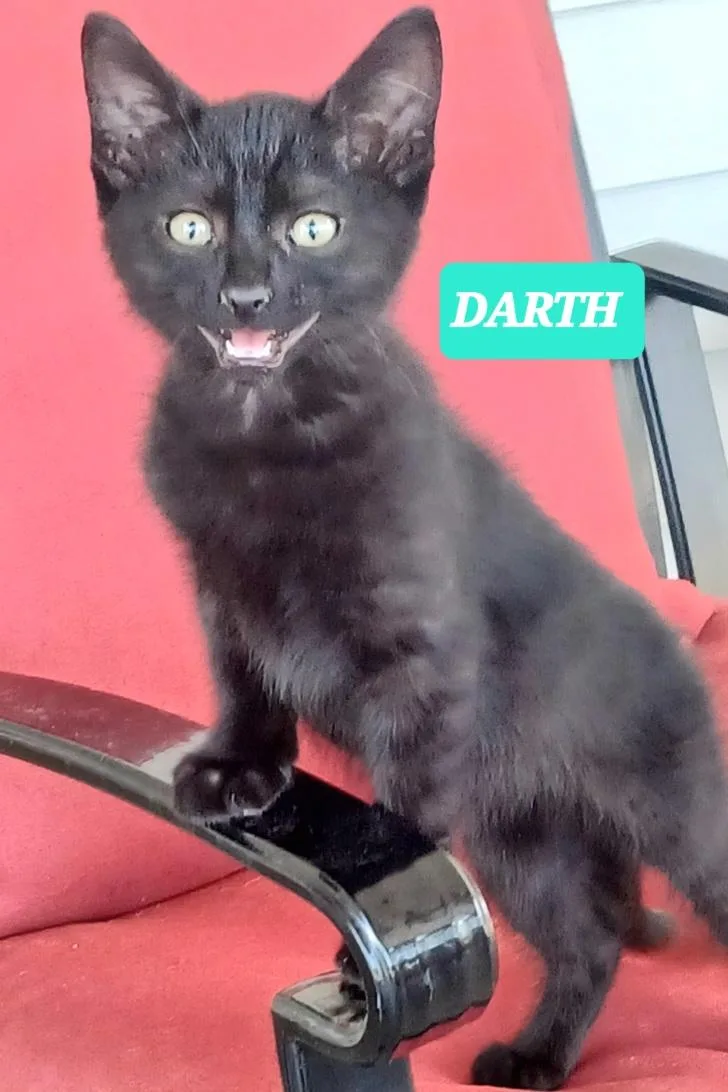 Darth Anr Vader thumbnail 3