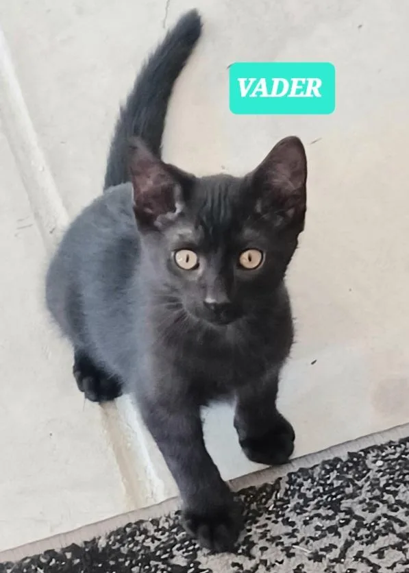 Darth Anr Vader thumbnail 4