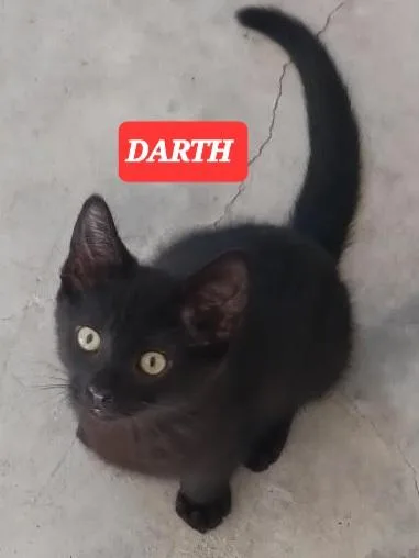 Darth Anr Vader thumbnail 6