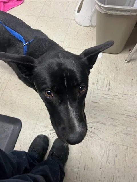 A young large-sized female Border Collie dog named Deb for adoption in Stockton, CA