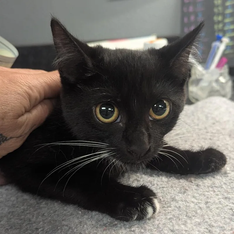 A baby small-sized female Black Domestic Short Hair cat named Sugar for adoption in Brighton, MO
