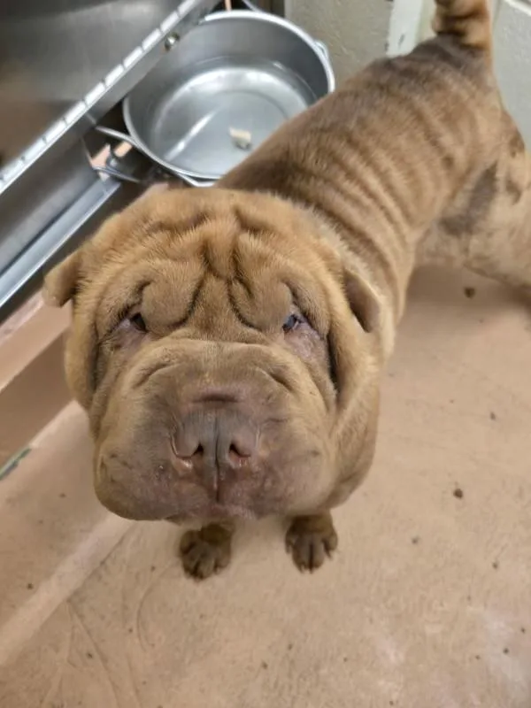 A young medium-sized male Shar-Pei dog named Rinkle for adoption in Kennewick, WA