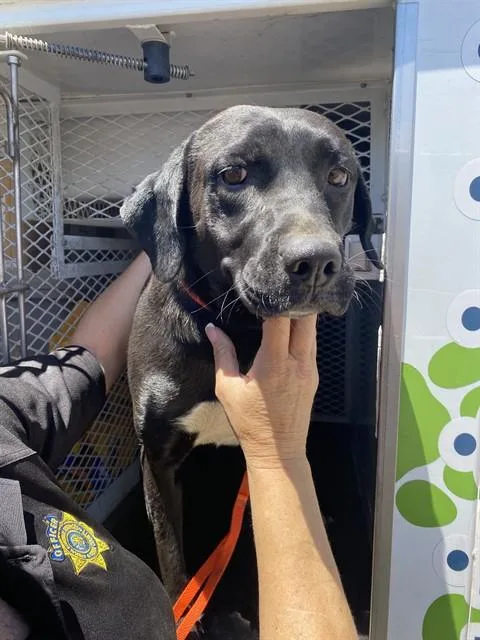 A young large-sized female Labrador Retriever dog named Starlight for adoption in Bakersfield, CA