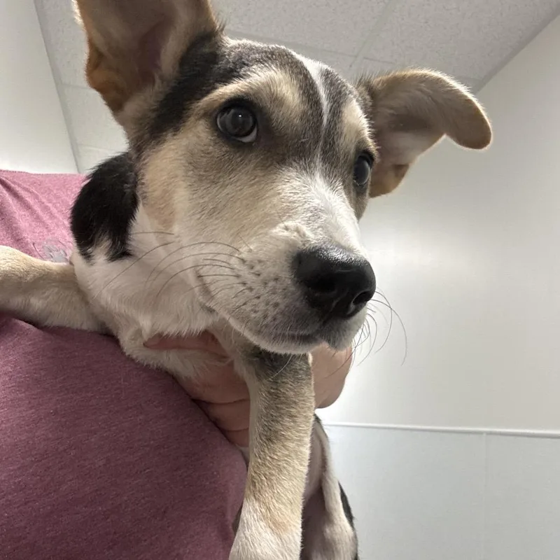 A baby small-sized female Australian Cattle Dog / Blue Heeler dog named Nezi for adoption in Tulsa, OK