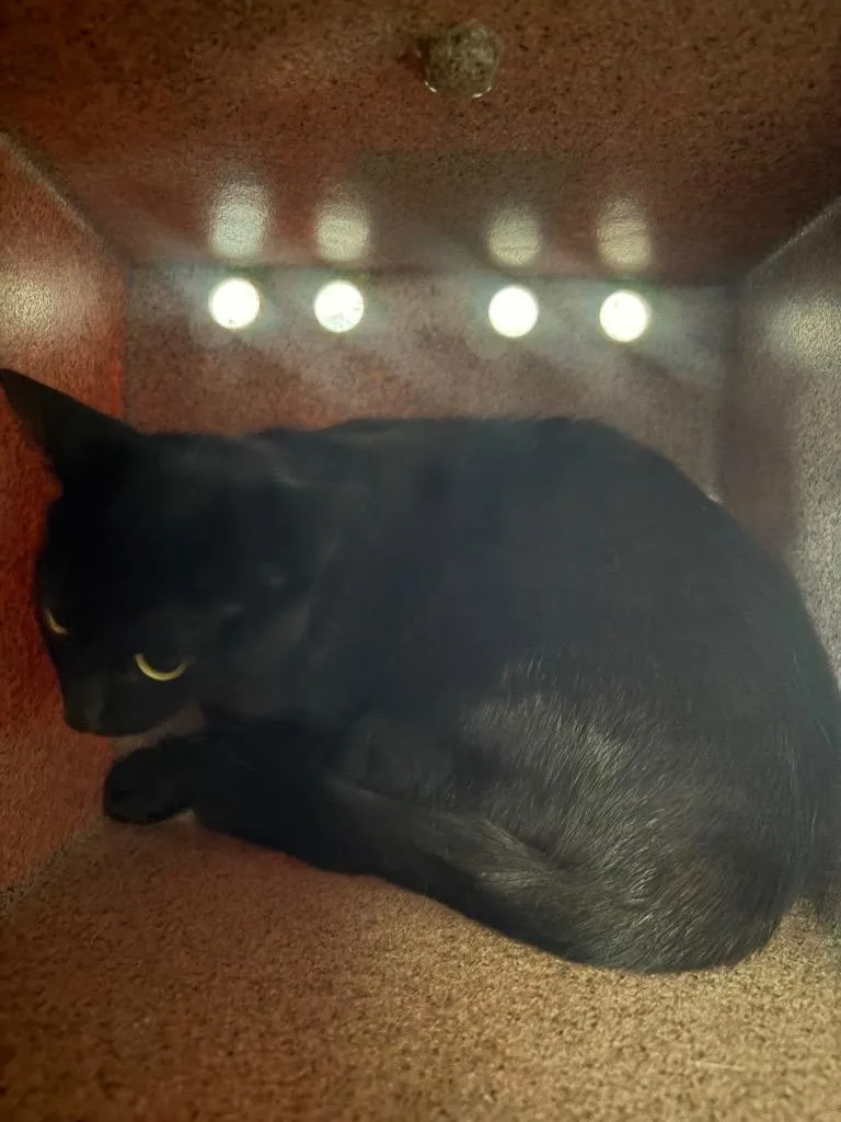 A young medium-sized female Domestic Short Hair cat named Needmore for adoption in Morgantown, KY