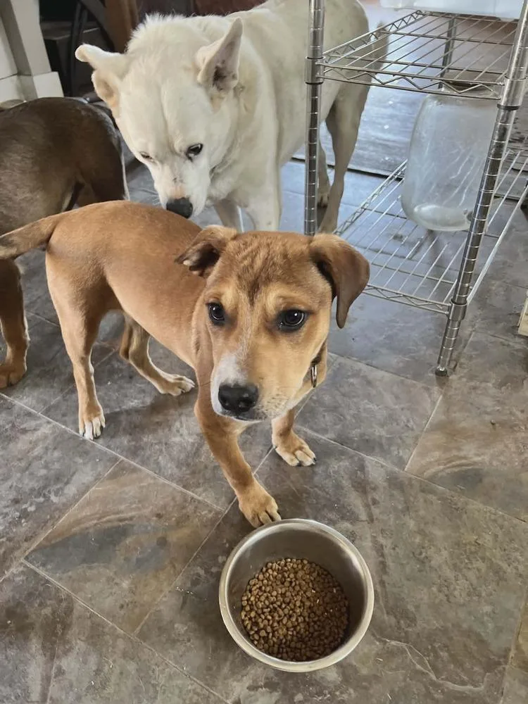 A young large-sized male Brown / Chocolate Hound dog named Creek for adoption in Aurora, CO