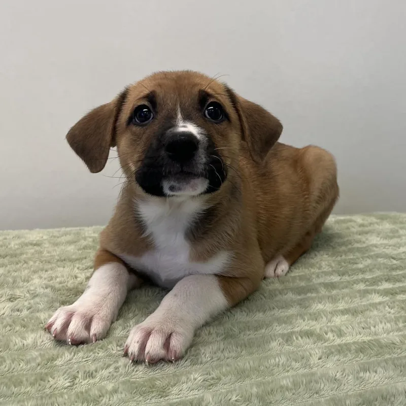 A baby medium-sized male Brown / Chocolate Labrador Retriever dog named Fursace for adoption in Kanab, UT