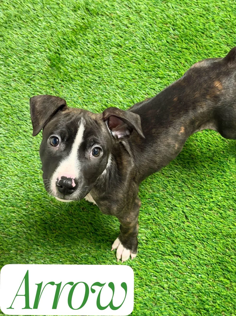 A baby medium-sized male Bicolor Pit Bull Terrier dog named Arrow for adoption in Hewitt, NJ
