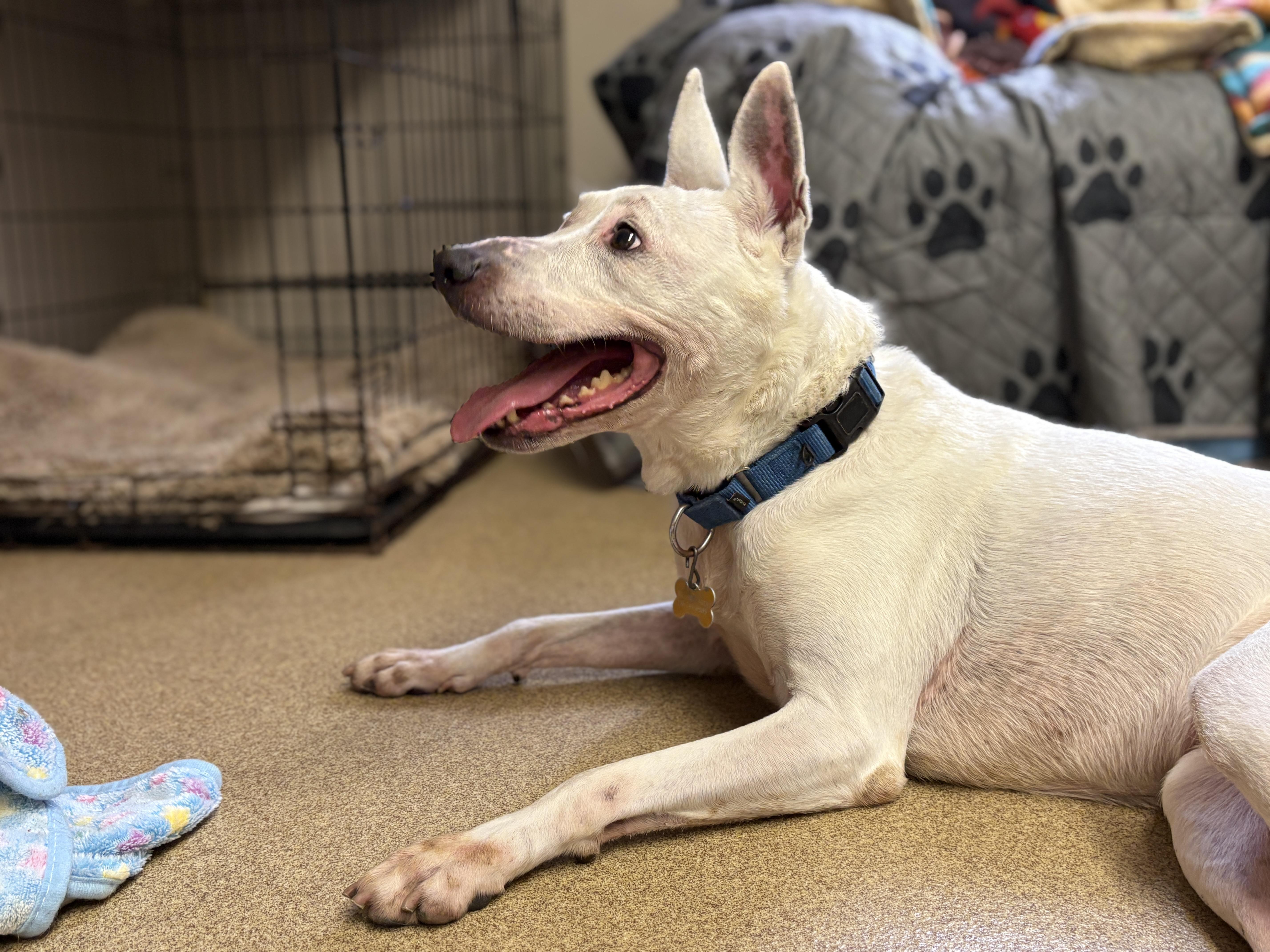 An adult medium-sized female White / Cream Terrier dog named Darla for adoption in Port Washington, NY