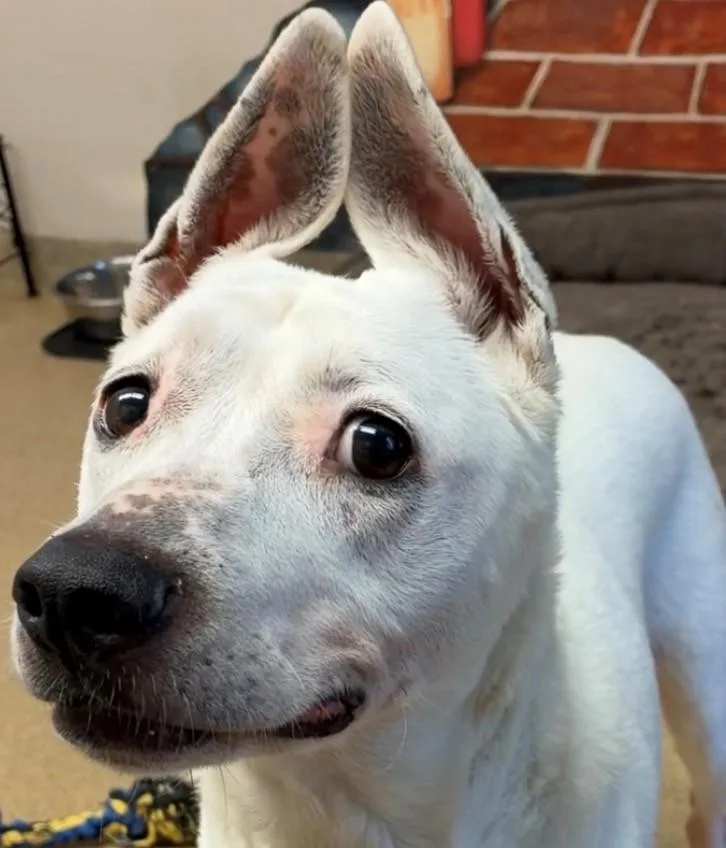 Darla thumbnail 3