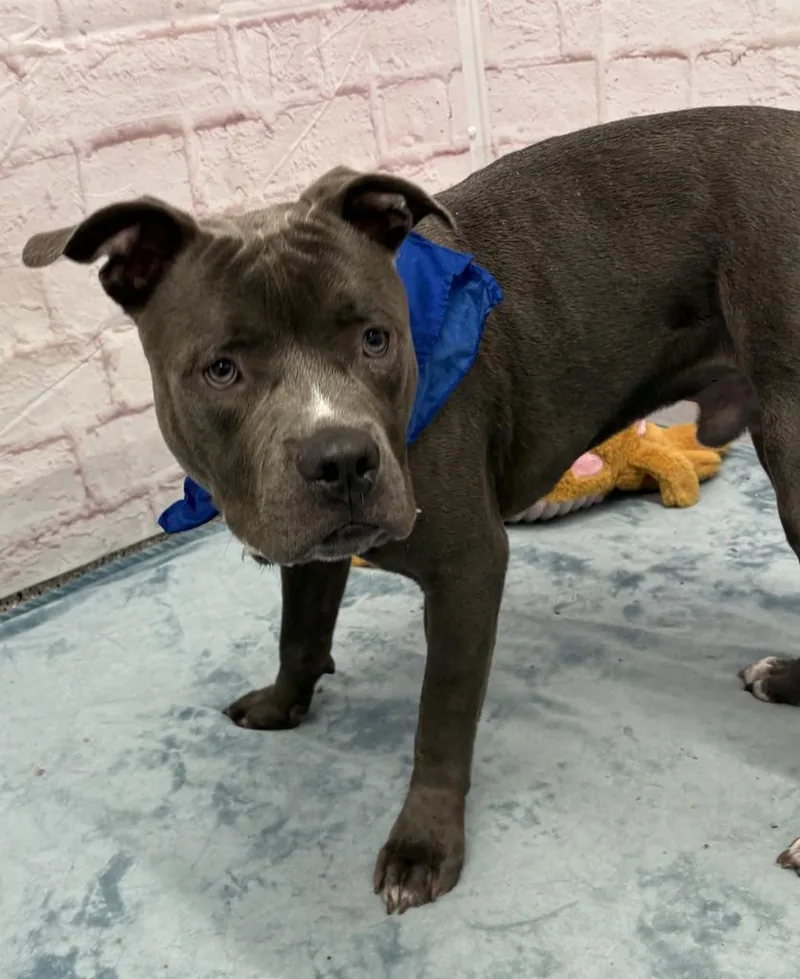 A young medium-sized male Mixed Breed dog named Abagor for adoption in Detroit, MI