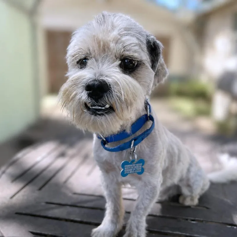 An adult small-sized male White / Cream Shih Tzu dog named Rocky for adoption in Boerne, TX