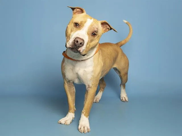 A young large-sized male Pit Bull Terrier dog named Rice for adoption in Phoenix, AZ