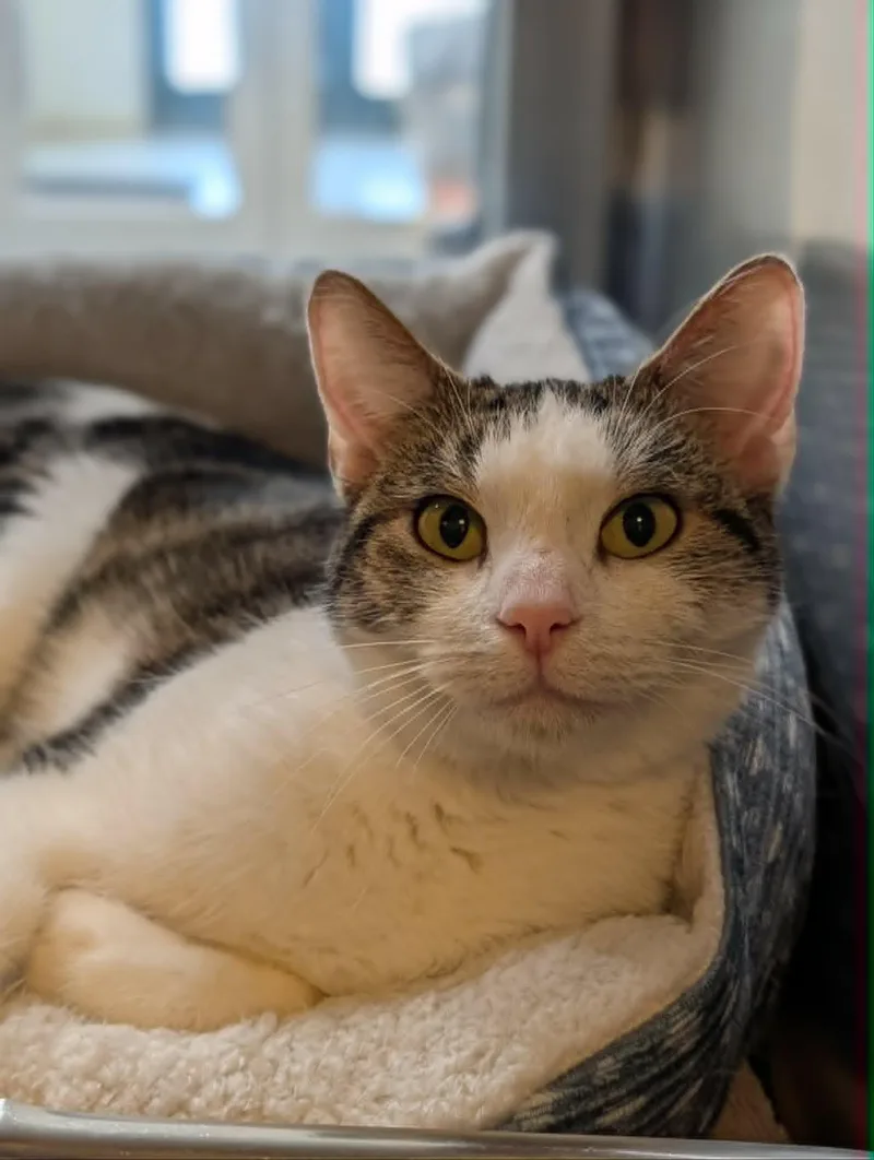 An adult medium-sized female Tabby (Brown / Chocolate) Domestic Short Hair cat named Twiggy for adoption in Chambersburg, PA