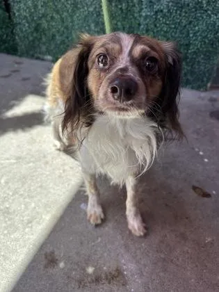 An adult small-sized male Brown / Chocolate Chihuahua dog named Rocky for adoption in El Paso, TX
