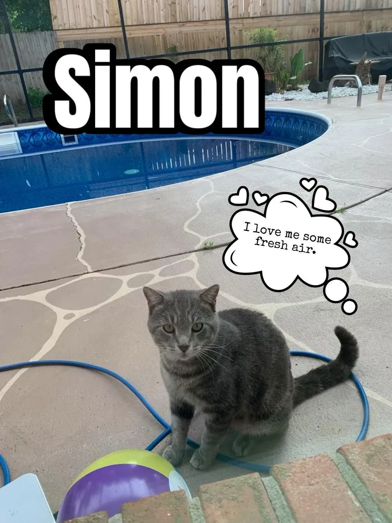 Simon thumbnail 2
