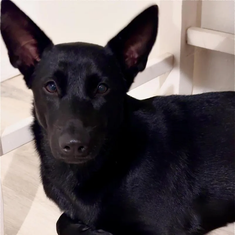 Buttercup thumbnail 2