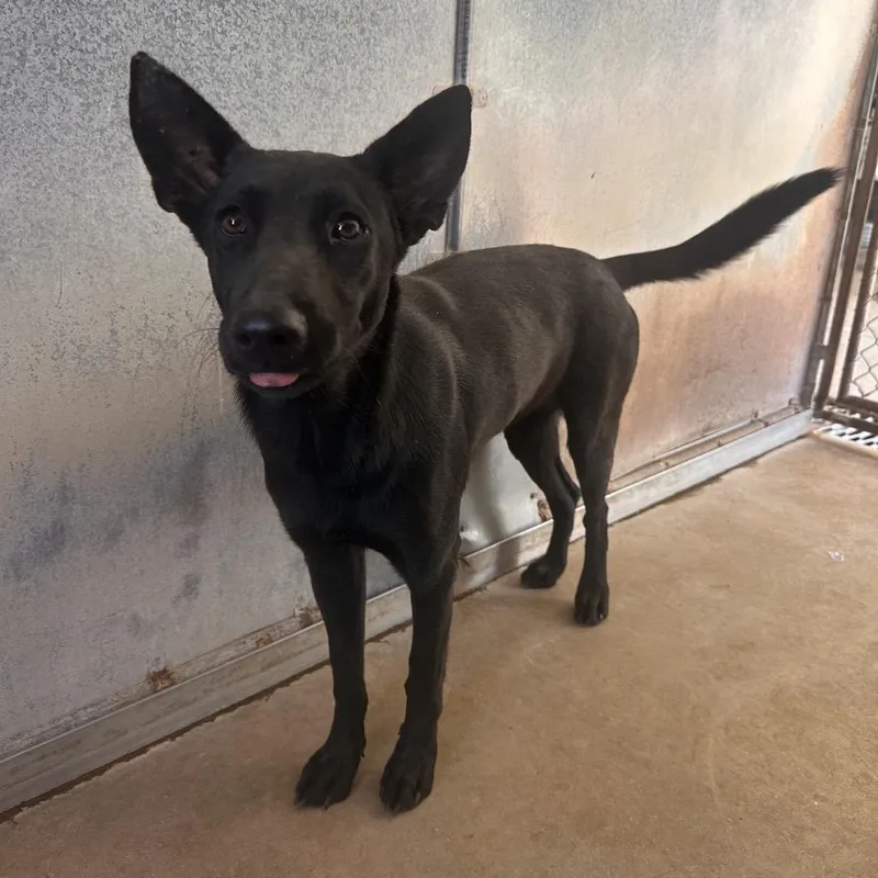 Buttercup thumbnail 3