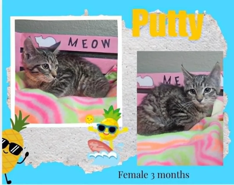 A baby small-sized female Domestic Short Hair cat named Putty for adoption in Blountville, TN