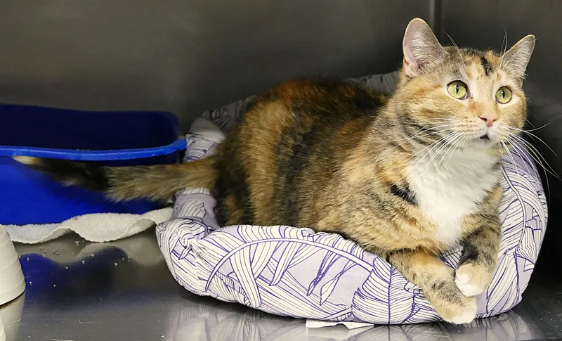 Lalaloopsy thumbnail 2