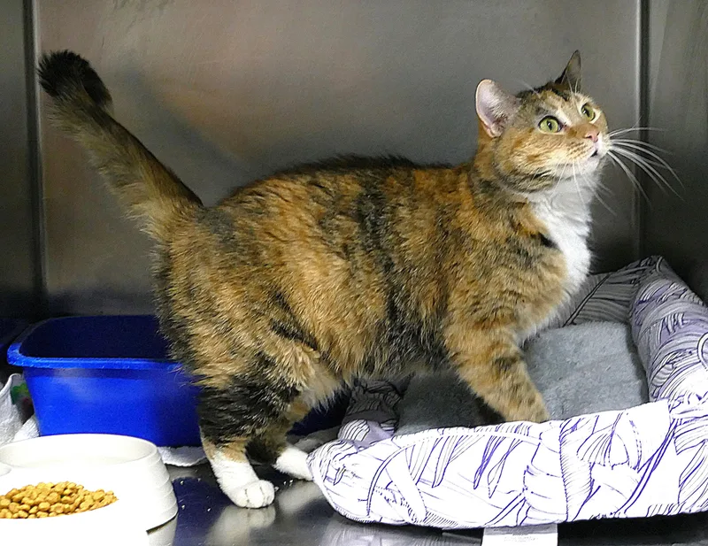 Lalaloopsy thumbnail 3